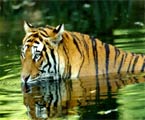 Wildlife Tours